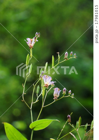 9月花　ホトトギス104三渓園 17981015