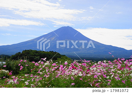 9月富士山971コスモス・大石公園 17981072