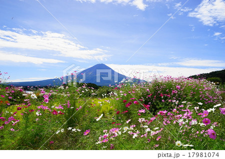 9月富士山973コスモス・大石公園 17981074