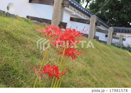 彼岸花と城壁/滋賀県水口市 17981578
