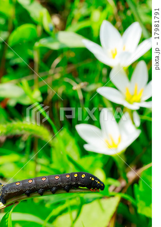 芋虫 芋虫 17981791
