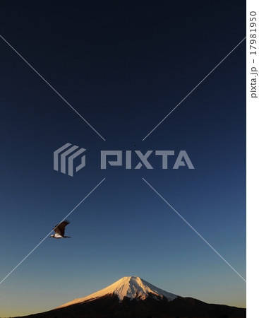 富士山と鷹 ミサゴ オスプレイ 新春 富士山と鷹 ミサゴ オスプレイ 新春 17981950