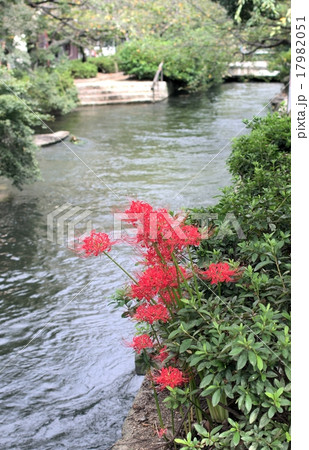 岡山市西川緑道公園の彼岸花 岡山市西川緑道公園の彼岸花 17982051
