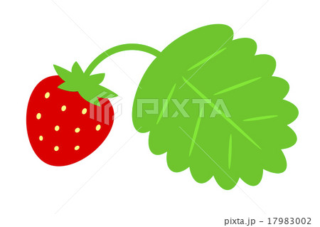 葉のついた苺 葉のついた苺 17983002