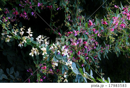 紫と白の萩の花 紫と白の萩の花 17983583