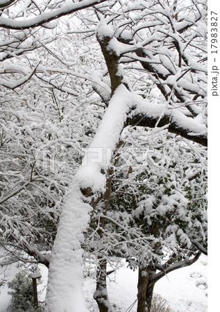 樹氷（雪景色） 17983827