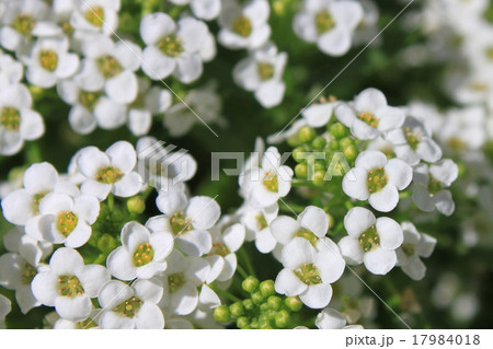 スイートアリッサムの花 17984018