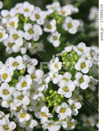 スイートアリッサムの花 17984019