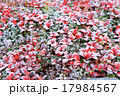 大雪山の朝霜 17984567