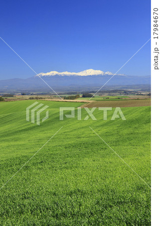 北海道　美瑛町　秋撒き麦畑と広大な美瑛の丘 17984670