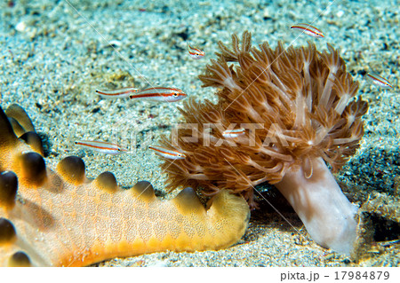 indonesia diving in colorful reef underwater indonesia diving in colorful reef underwater 17984879