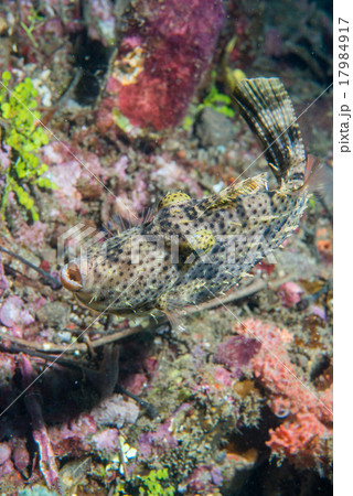 trigger fish underwater close up portrait 17984917