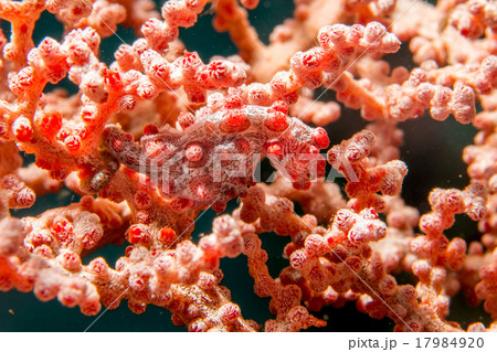 Bargibanti Pigmy Sea Horse in indonesia 17984920
