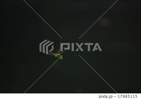 ギンヤンマの飛翔 17985115