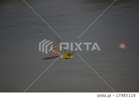 ギンヤンマの飛翔 17985118