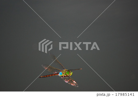 ギンヤンマの飛翔 17985141
