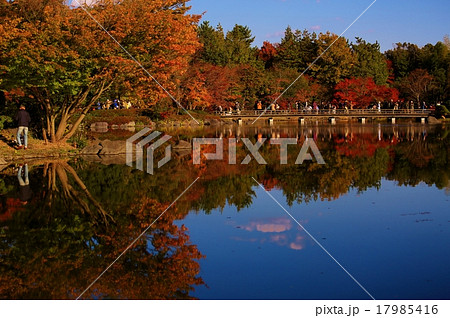 国営昭和記念公園の紅葉の写真素材