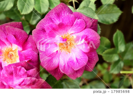 薔薇 薔薇 17985698