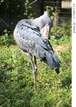 ハシビロコウ 17985714