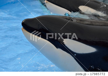 シャチの顔の写真素材