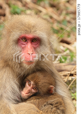 ニホンザル 17985779