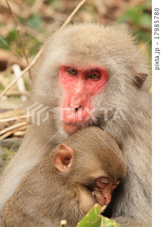 ニホンザル 17985780