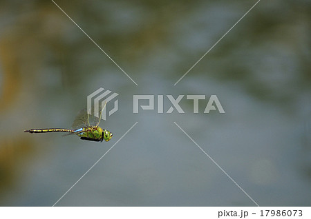 ギンヤンマの飛翔 ギンヤンマの飛翔 17986073