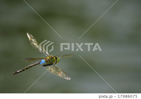 ギンヤンマの飛翔 17986075