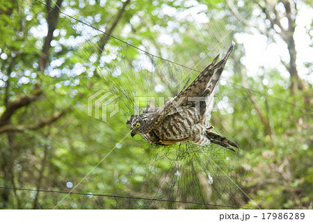 かすみ網にかかった野鳥 かすみ網にかかった野鳥 17986289
