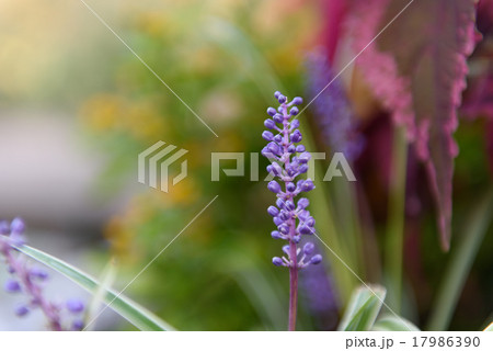 ヤブランの花 ヤブランの花 17986390