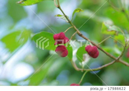 ヤマニシキギ、マユミの赤い実 ヤマニシキギ、マユミの赤い実 17986622