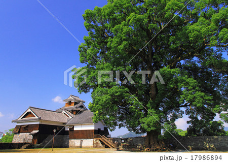8月熊本 熊本城・飯田丸五階櫓と大楠 17986894
