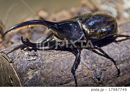 ヘラクレスオオカブト ヘラクレスオオカブト 17987749