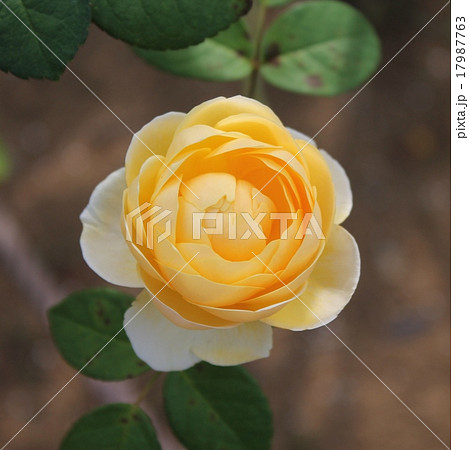 薔薇 17987763