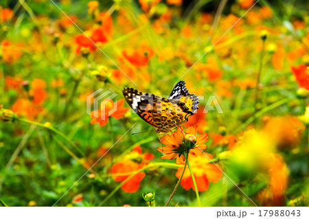 コスモスと蝶々 17988043