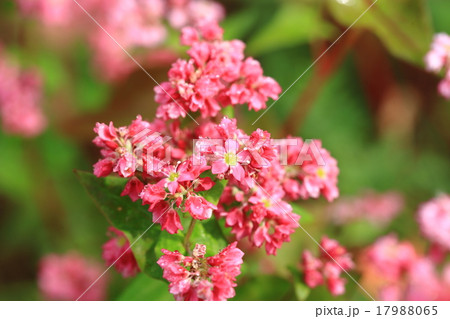 紅蕎の花⑦ 17988065