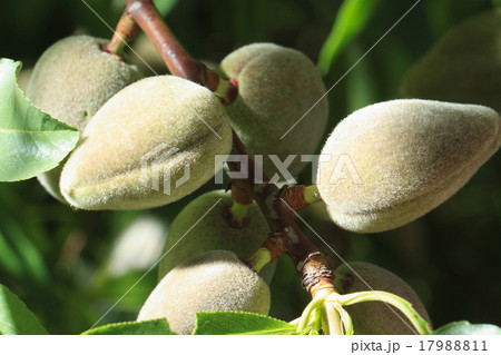 Branch with green unripe almonds horizontal 17988811