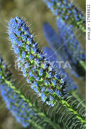 beautiful flowers echium fastuosum in garden beautiful flowers echium fastuosum in garden 17988812