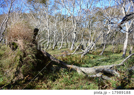 風不死岳登山道のダケカンバ 17989188