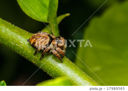 Jumping spider on green leaf 17989565
