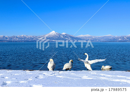 冬の磐梯山と猪苗代湖 冬の磐梯山と猪苗代湖 17989575