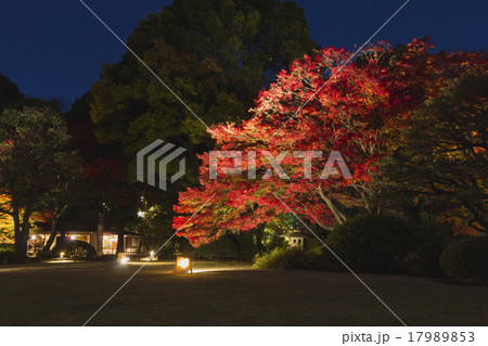 六義園ライトアップ 17989853