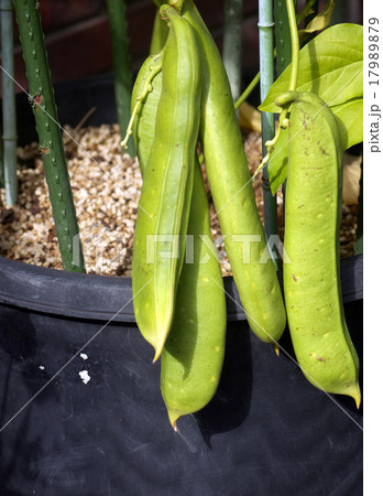 ナタマメ ナタマメ 17989879