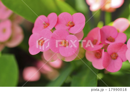 ハナキリン 17990018