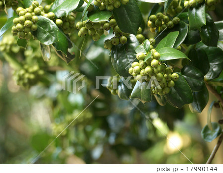 シナヒイラギの実 シナヒイラギの実 17990144