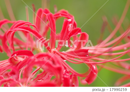 彼岸花(曼珠沙華) 17990259