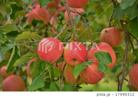 シナノスイート 17990312