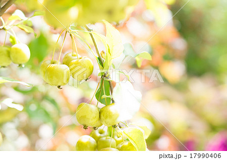 ミニリンゴ ミニリンゴ 17990406