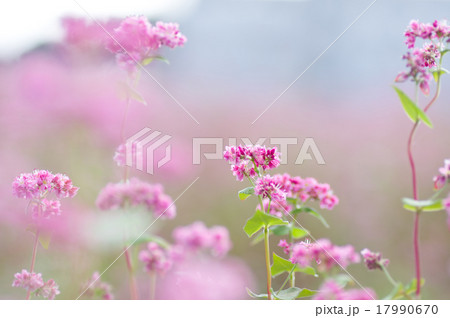 赤花そば、高嶺ルビー 赤花そば、高嶺ルビー 17990670