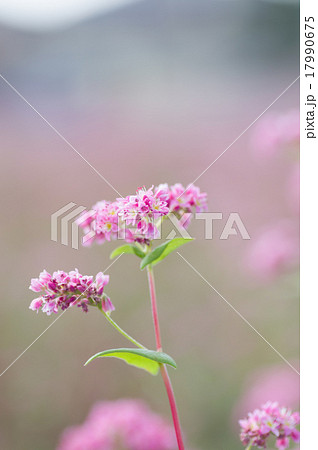 赤花そば、高嶺ルビー 17990675